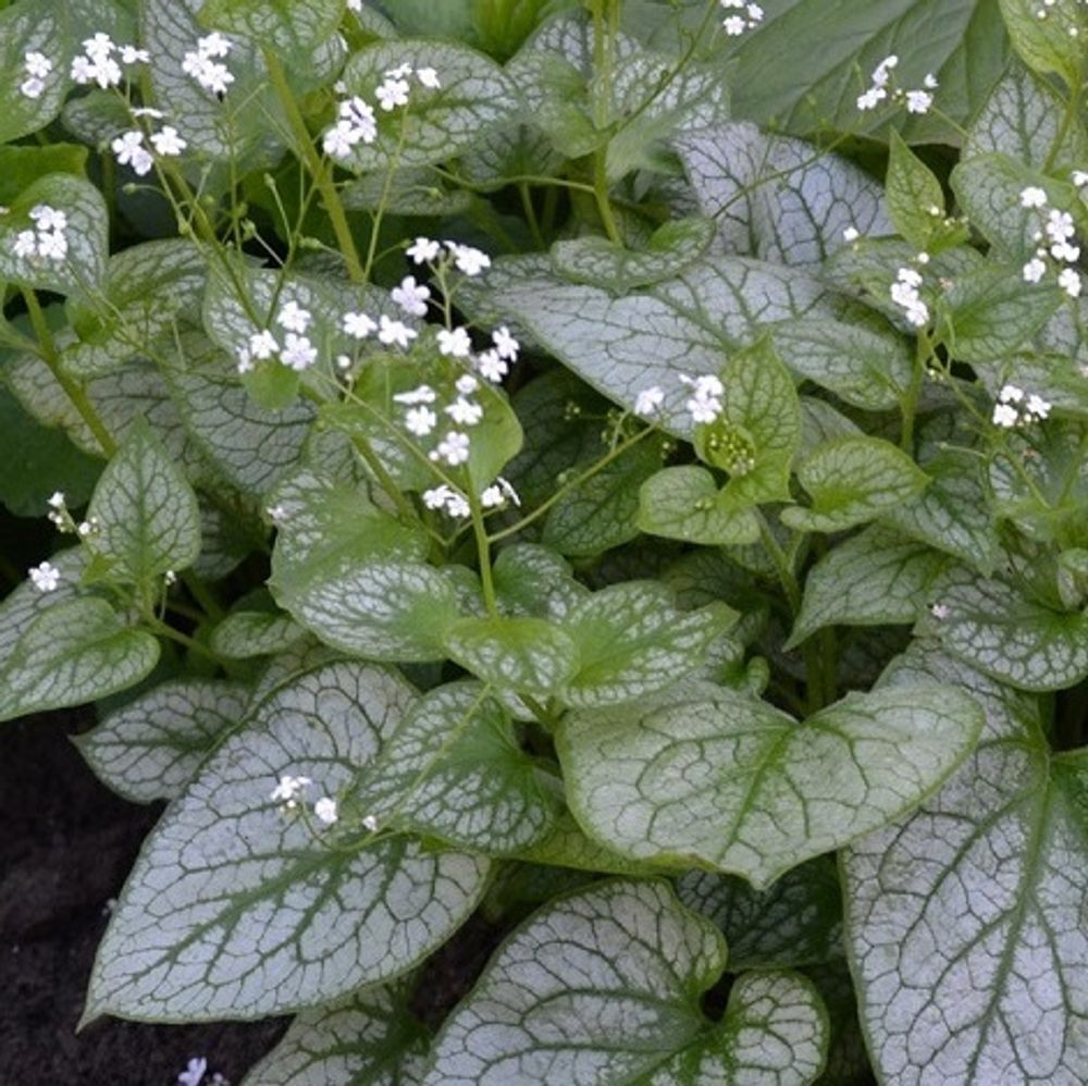 Бруннера крупнолистная &quot;Mr. Morse&quot;. Brunnera macrophylla &quot;Mr. Morse&quot;.