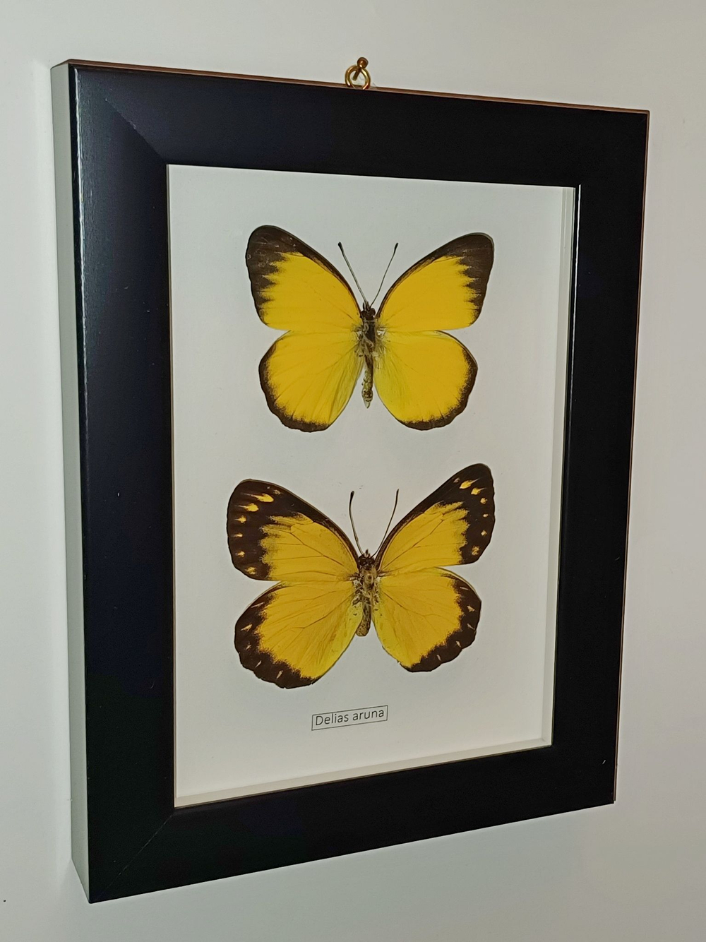 Бабочка Delias aruna пара в рамке