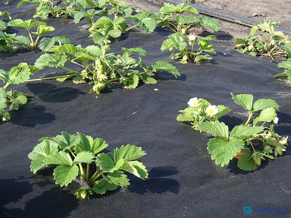 Укрывной материал. Агротекс  СУФ 60 черный.(3,2х10м)