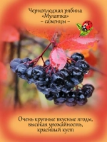 Черноплодная рябина Мулатка арония черноплодная