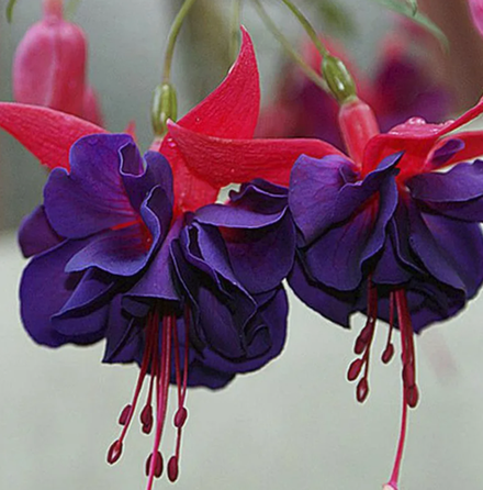 Евро Фуксия Giant Dark Eyes укоренный черенок ОКС