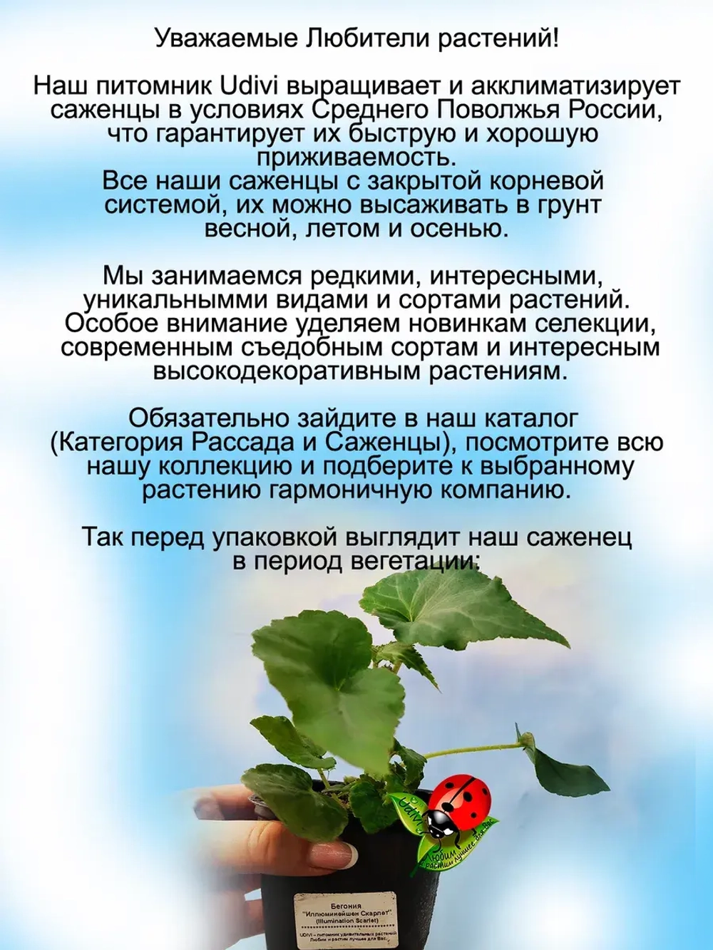 Бегония Иллюминейшен Скарлет ампельная