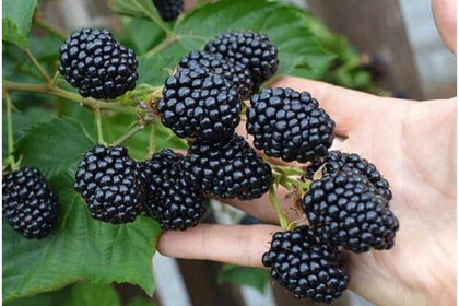 Ежевика Loch Tay (Лох Тей)