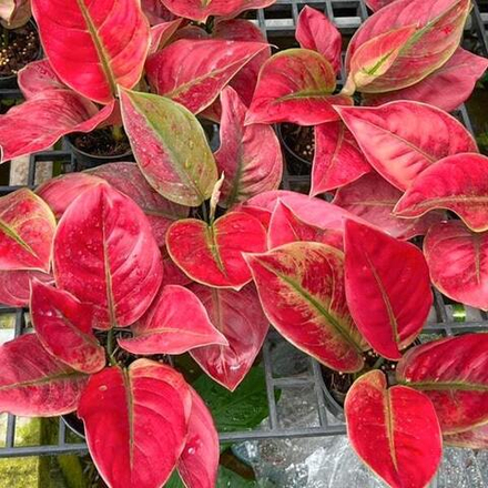 Аглаонема AYUNINDI / HHHR MUTATION