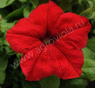 S6029 Петуния кустовая Grandiflora TriTunia Red 100 шт.