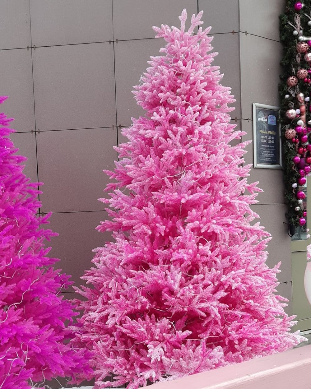 Заснеженная розовая елка «Фэнтези» (Литая хвоя) 150 см / 1,5 м