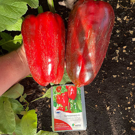 Семена перца сладкого Тарквинио F1, Nunhems, 5 шт.