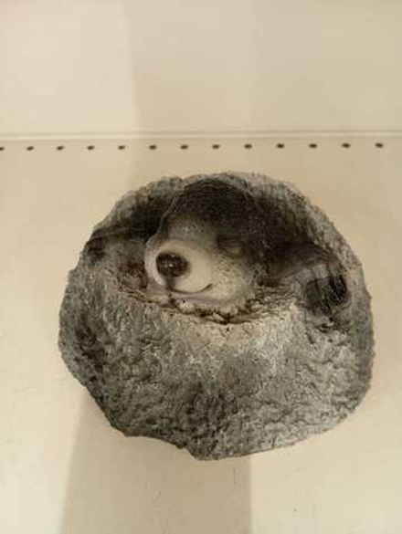 Крот из норки (ФП378)