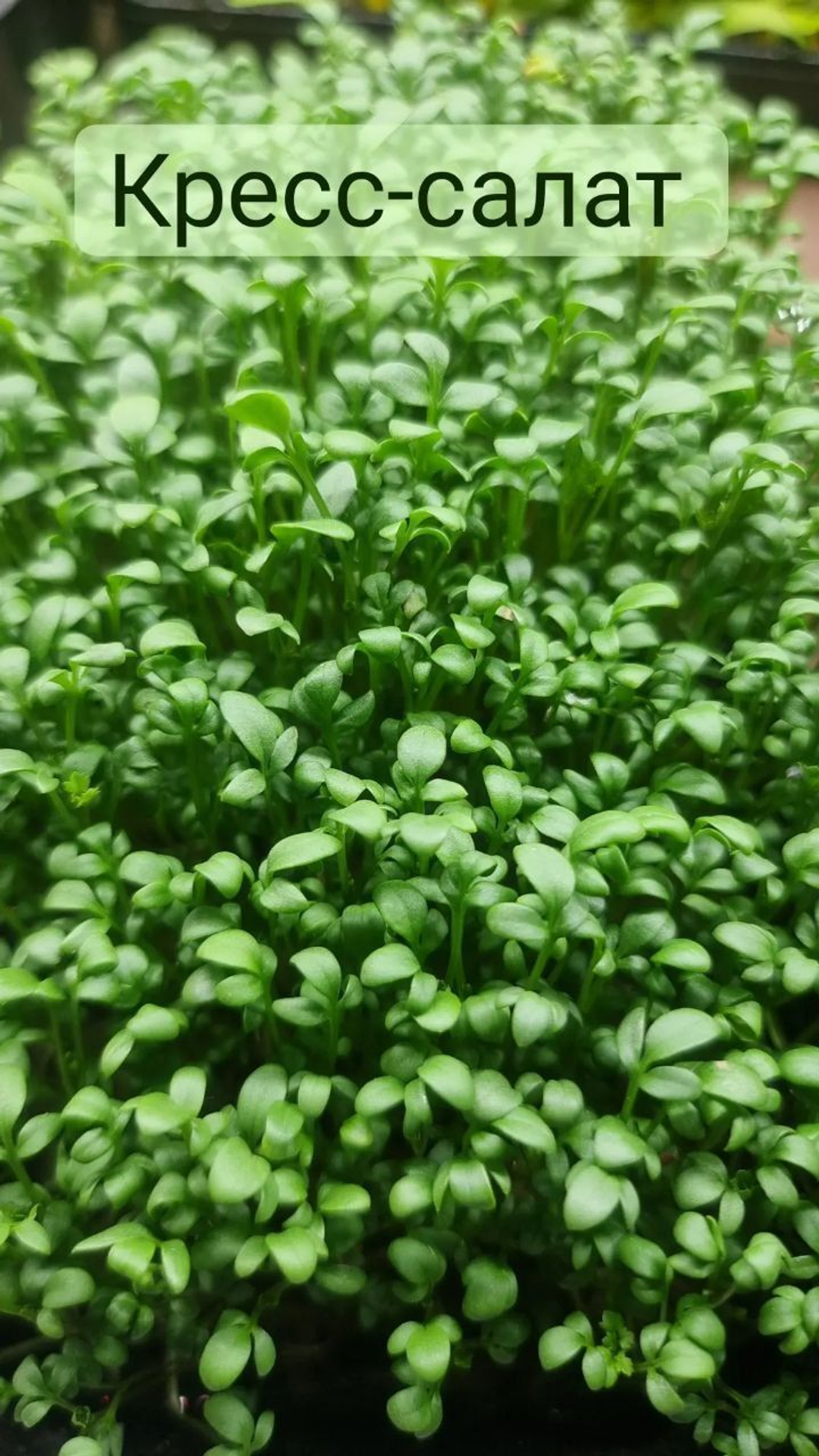 Набор для выращивания микрозелени ЛЕГКИЙ СТАРТ: семена, агровата, лотки