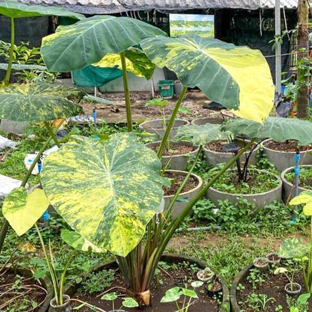 Колоказия GOLDEN SIAM