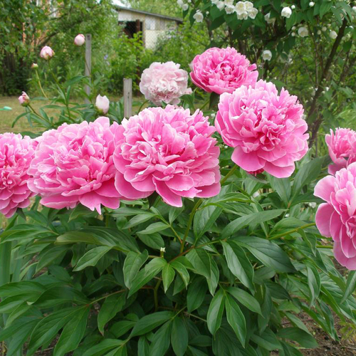 Купить Пионы розовые "Alexander Fleming" от 3шт