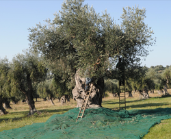 Оливковое масло Clemente Для жарки Рафинированное (Pomace) 3 литр, Италия