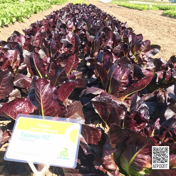 Туринус семена салата ромэн (Rijk Zwaan / Райк Цваан) в поле – фото 29