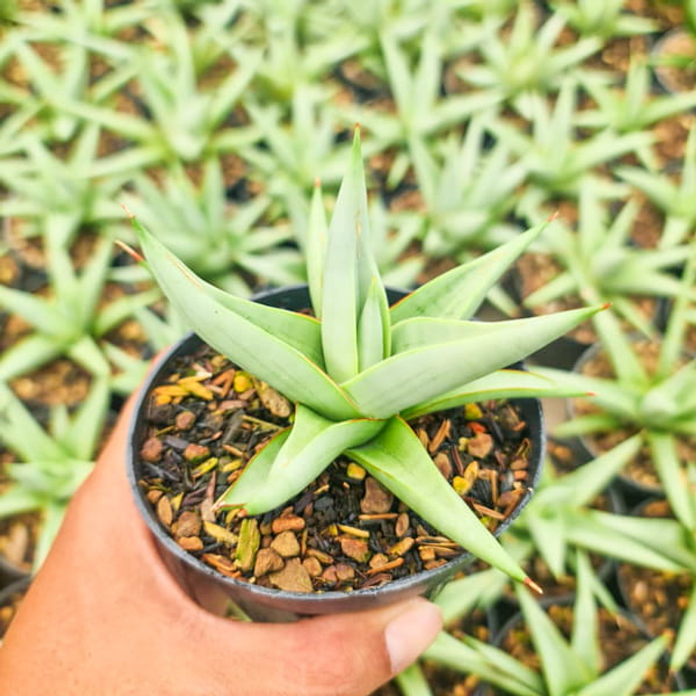 Сансевиерия CHANIN THORUT