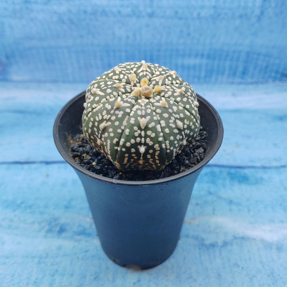 Astrophytum Asterias (Астрофитум)