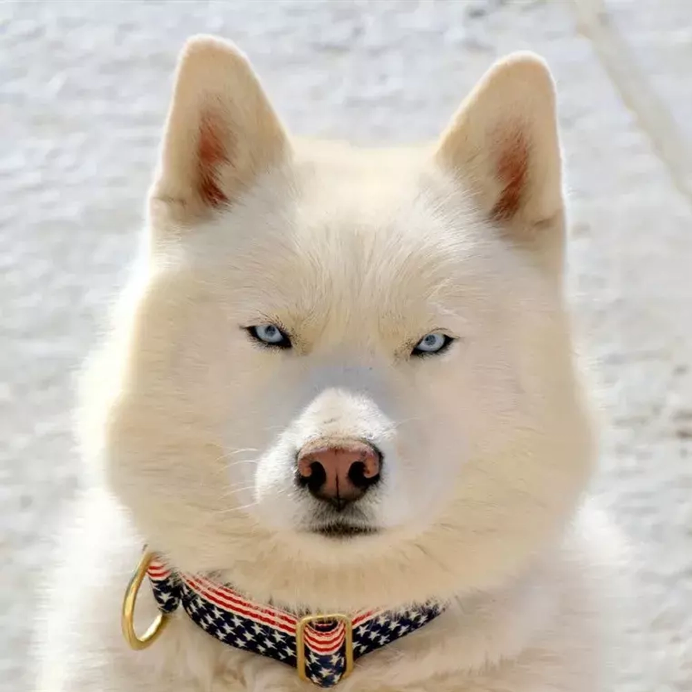 полуудавка для средних и крупных собак с американским флагом white wolf