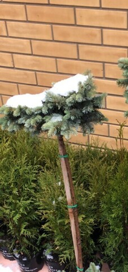 Ель колючая Glauca Globosa на штамбе 70 см (Глаука Глобоза)