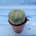 Euphorbia Obesa (Эуфорбия)