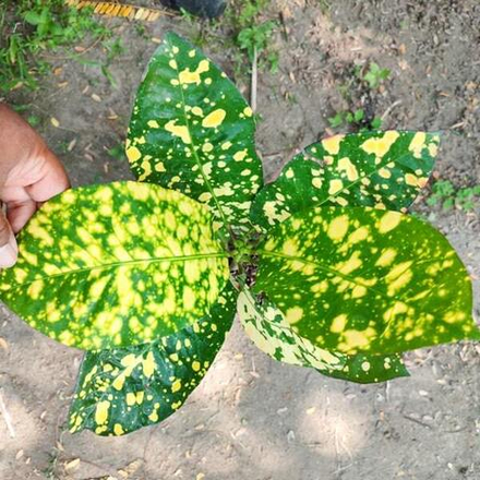 Кротон DRUPADI