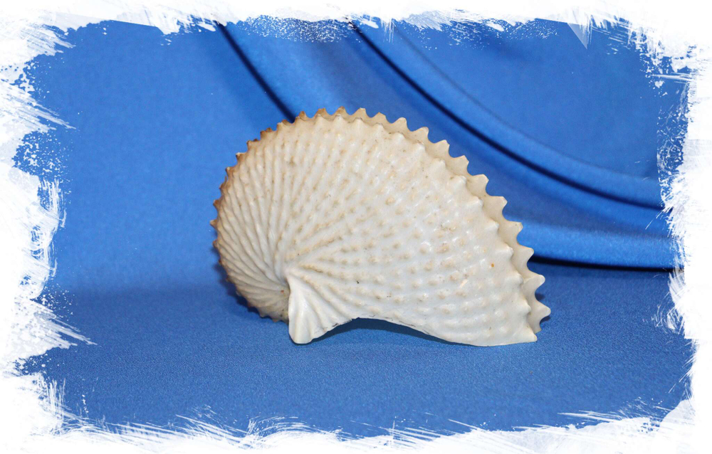 Раковина Аргонавт нодосус (Argonauta nodosus)