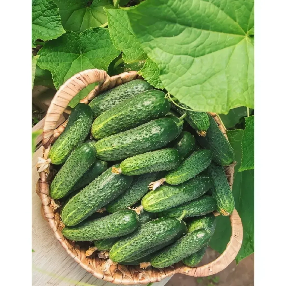 Семена Огурец Табор F1 (УД) Е/П