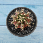 Gymnocalycium T-Rex Pink hybride (Гимнокалициум T-rex)