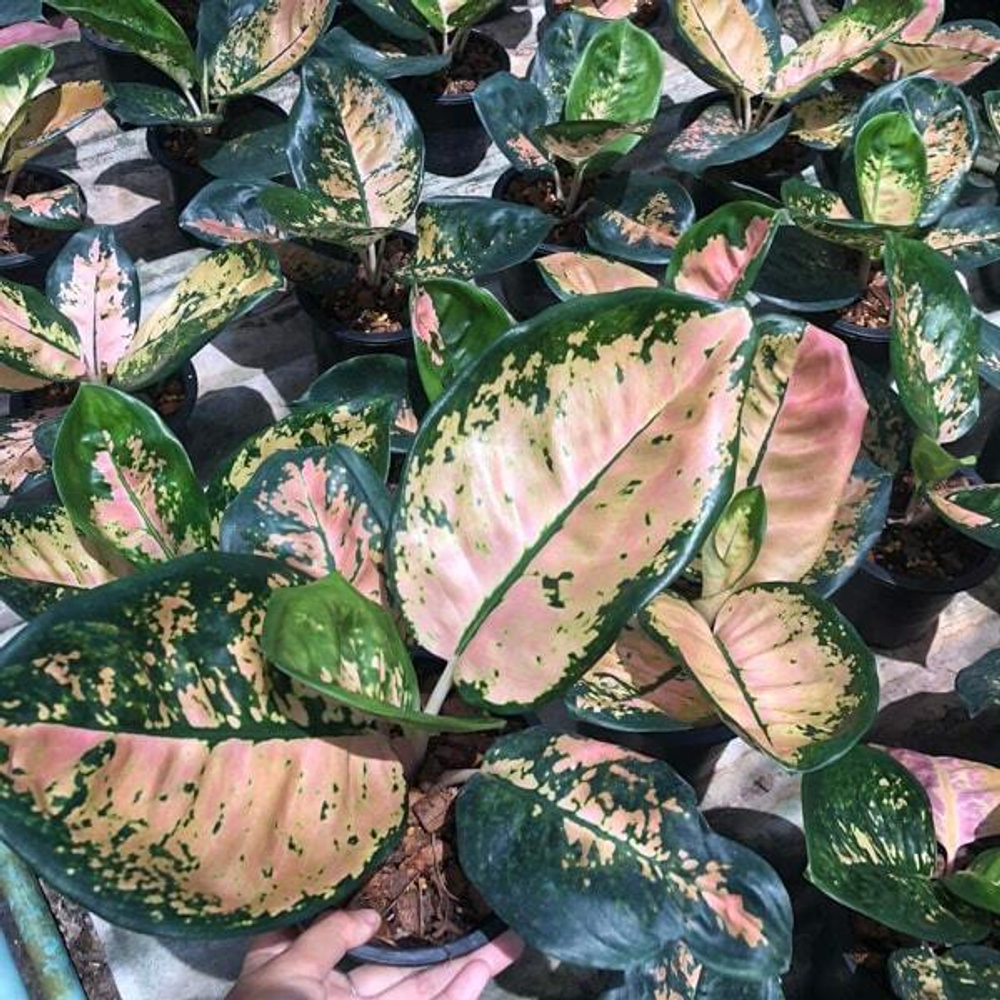 Аглаонема STARBUCKS