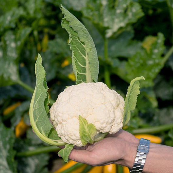 СМИЛЛА F1 семена капусты цветной Syngenta цена – фото 2