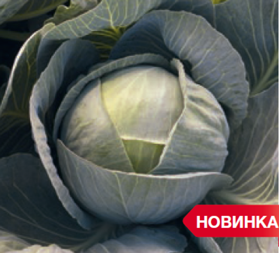 Лексикон F1 семена капусты белокочанной (Syngenta / Сингента)