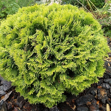 Туя западная Мириам