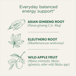 Traditional Medicinals, Organic Stress Ease® Focus, женьшень, дикое яблоко и мята, без кофеина, 16 чайных пакетиков в упаковке, 28 г (0,99 унции)