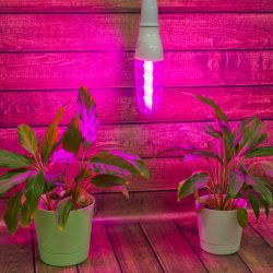 LED-B82-12W-SPBR-E27-CL PLP33WH Лампа светодиодная для растений. Форма DOUBLESIDE. прозрачная. Спектр для рассады и досвечивания в период роста. Картон. ТМ Uniel