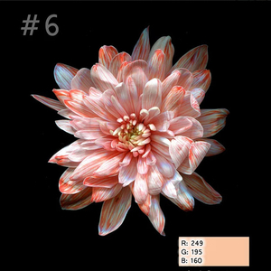 Краска для окрашивания живых цветов, Бледно-персиковый