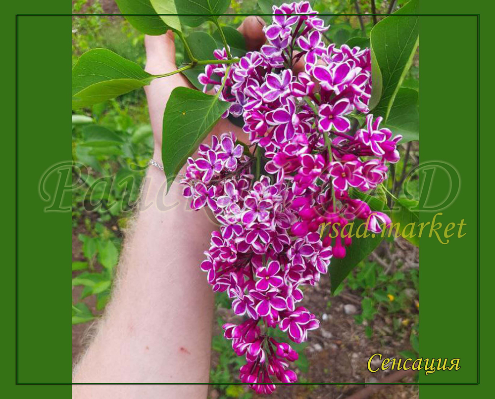 Сирень Сенсация