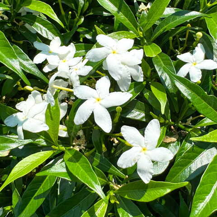 Гардения жасминовидная – Gardenia Jasminoides