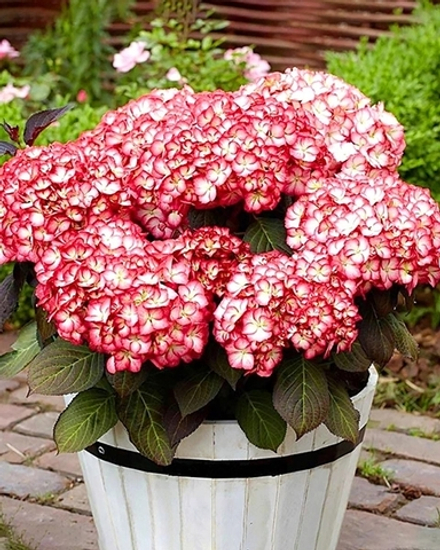 SAKSON GRAFIN COSEL/Графиня Косель