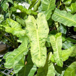 Филодендрон PARAISO VERDE