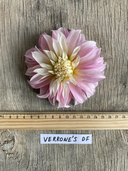 Георгин Verronnes DF (корень) Закупка М55 апрель 2026