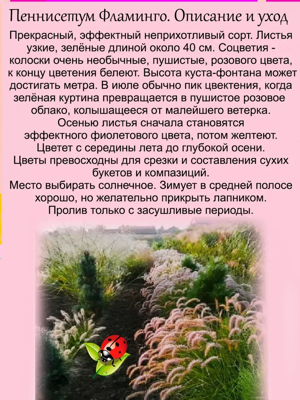Злак Пеннисетум Розовый Фламинго многолетник
