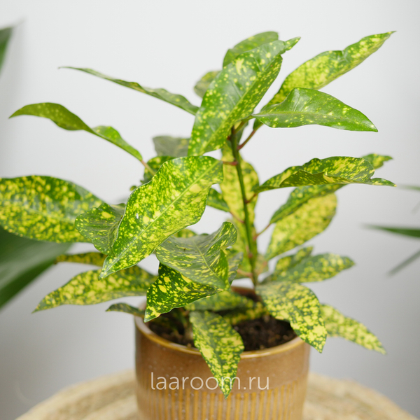 Кодиеум Голд Сан 12/30