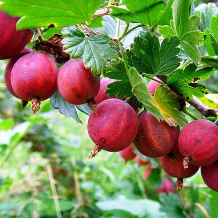 Крыжовник Командор слабошиповатый