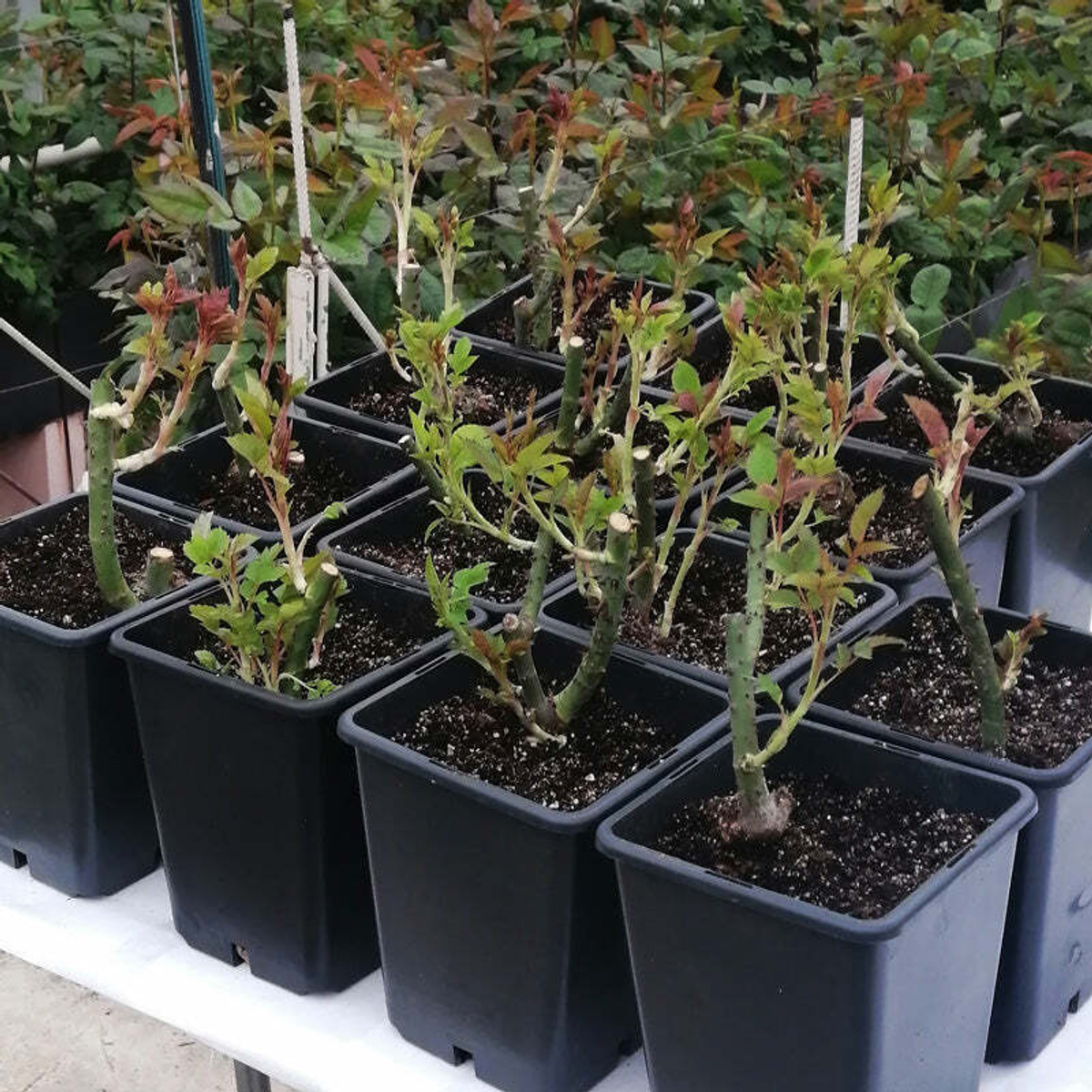 кусты для сада — сорт Норма Джин — ароматная роза