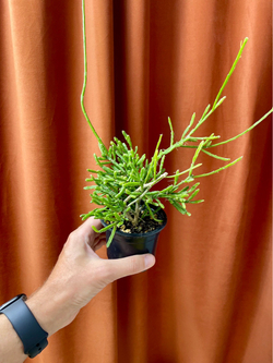 Рипсалис Евалдиана, D9см Н20см, 1шт, Urban Jungle
