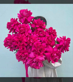 15 малиновых французских роз