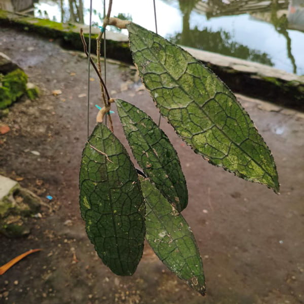 Хойя CLEMENSIORUM KEMIRI