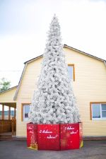 Уличная елка ствольная "Альпийская белая сосна" (Леска белая) 6 м