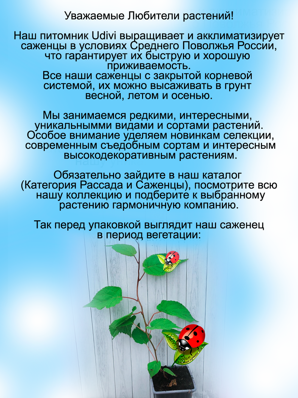 Актинидия коломикта Сиреневый туман женский сорт