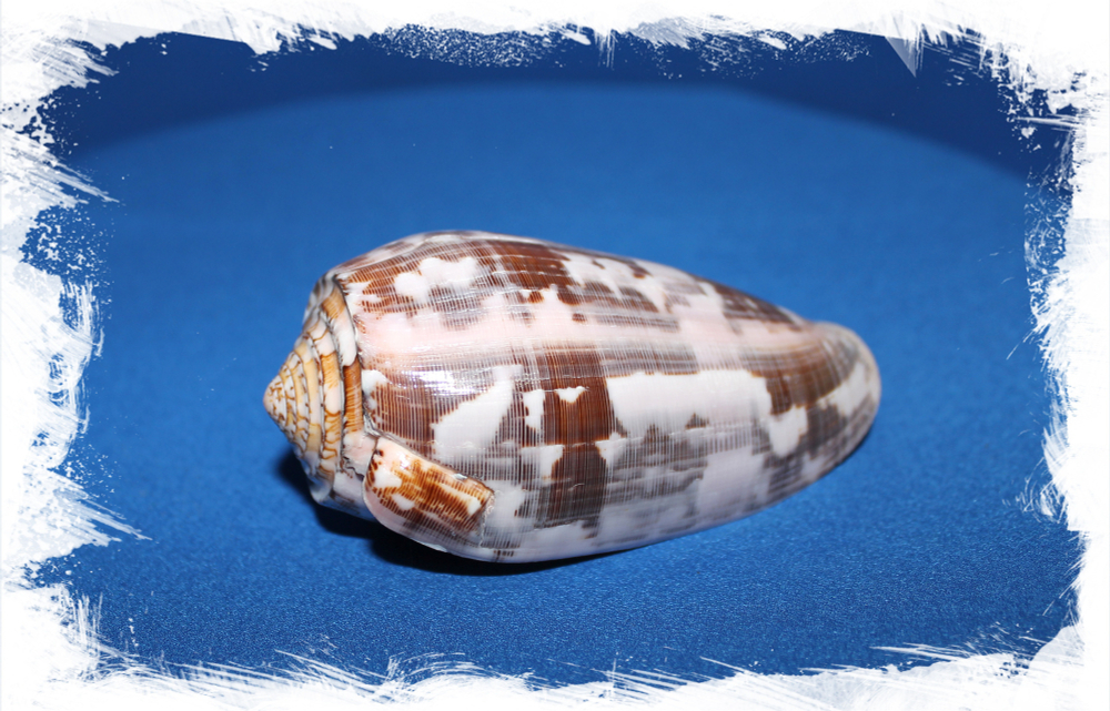 Ракушка Конус Стриатус