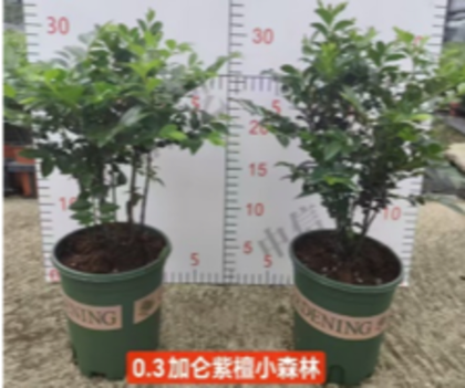 Птерокарпус Sandalwood Little Forest д. 12