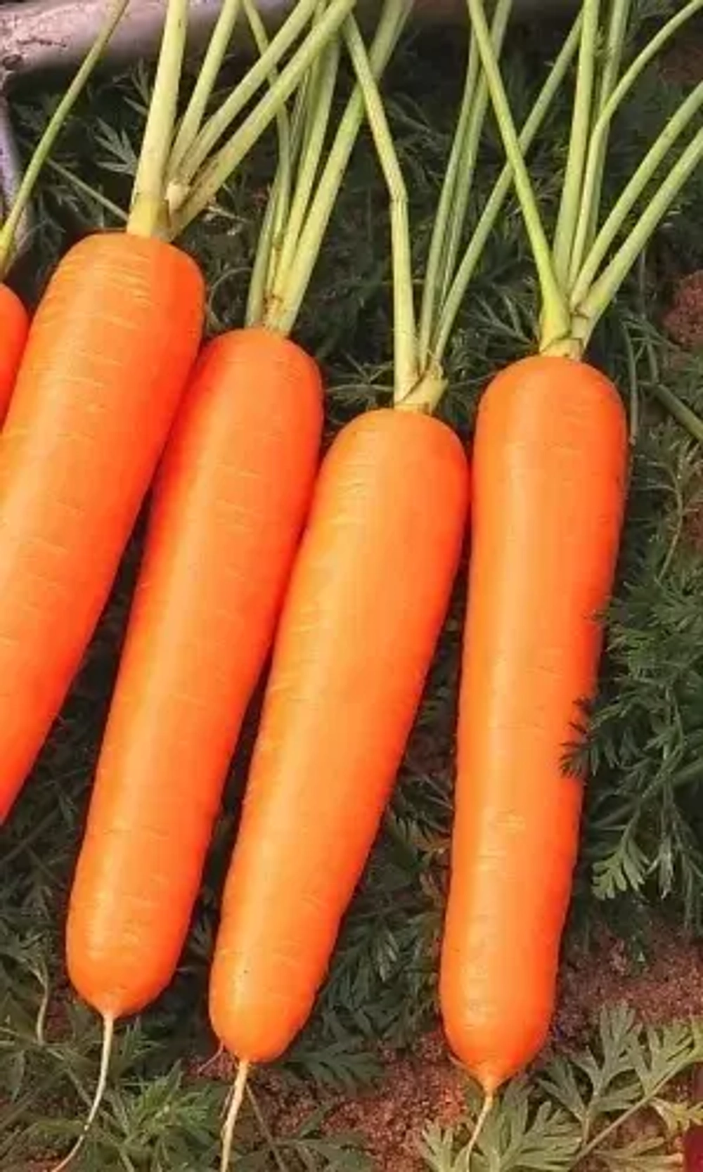 Семена Морковь Нантская без сердцевины 0,1 гр (Марс) Б/П